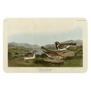 Lapland Long-pur, van Audubon's Birds of America Magneet