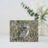 Lapland Longspur Briefkaart (Staand voorkant)
