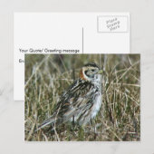 Lapland Longspur Briefkaart (Voorkant / Achterkant)