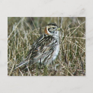 Lapland Longspur Briefkaart