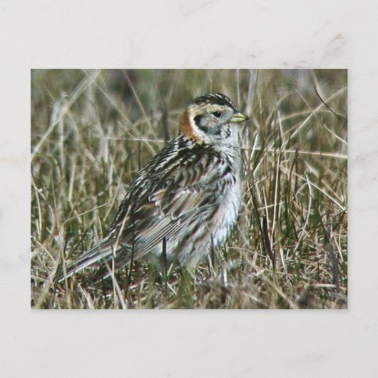Lapland Longspur Briefkaart (Voorkant)