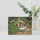 Lapland Longspur Briefkaart (Staand voorkant)