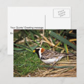 Lapland Longspur Briefkaart (Voorkant / Achterkant)