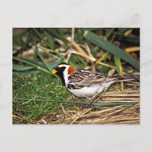 Lapland Longspur Briefkaart (Voorkant)