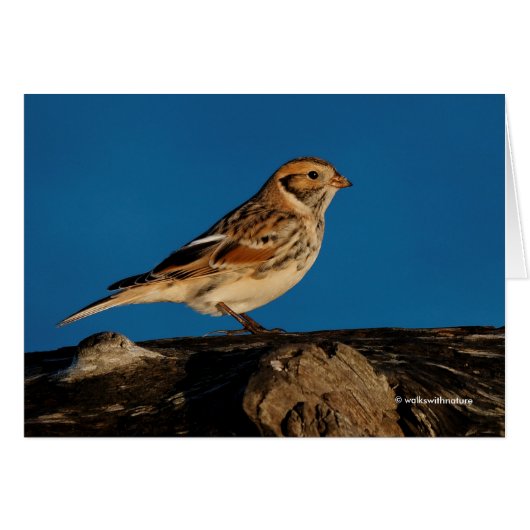 Lapland Longspur op een Sunlit Log (Voorkant Horizontaal)