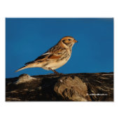 Lapland Longspur op een Sunlit Log Foto Afdruk (Voorkant)
