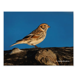 Lapland Longspur op een Sunlit Log Foto Afdruk