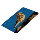 Lapland Longspur op een Sunlit Log Magneet (Linkerzijde)