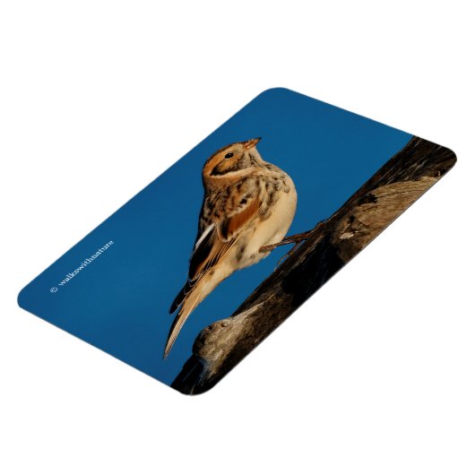 Lapland Longspur op een Sunlit Log Magneet (Linkerzijde)