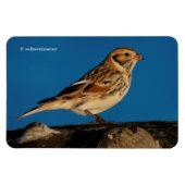 Lapland Longspur op een Sunlit Log Magneet (Horizontaal)