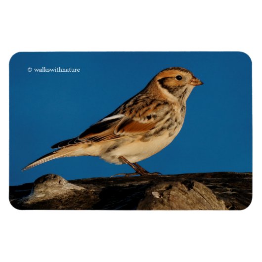Lapland Longspur op een Sunlit Log Magneet (Horizontaal)