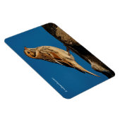 Lapland Longspur op een Sunlit Log Magneet (Rechterzijde)