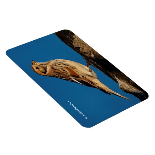 Lapland Longspur op een Sunlit Log Magneet (Rechterzijde)