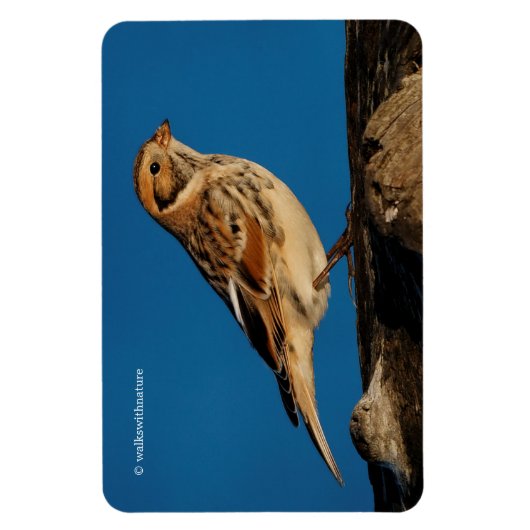 Lapland Longspur op een Sunlit Log Magneet (Verticaal)