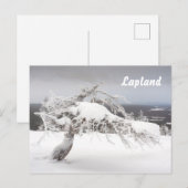 Lapland souvenir briefkaart (Voorkant / Achterkant)