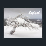 Lapland souvenir briefkaart<br><div class="desc">Icy en snowy twisted pine tree bovenop een val in Lapland,  Finland,  op een dramatisch overgoten briefkaart voor digitaal schilderen in de winternamiddag.</div>
