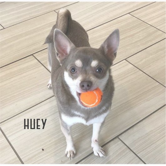 Laptop Huey Sticker (Voorkant)