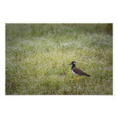 Lapwing Bird on the Grass Foto Afdruk (Voorkant)