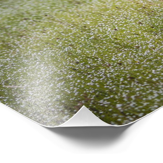 Lapwing Bird on the Grass Foto Afdruk (Hoek)