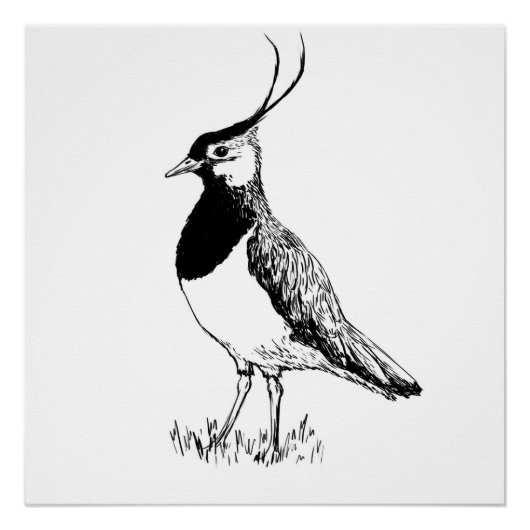 Lapwing Monochrome Print Perfect Poster (Voorkant)
