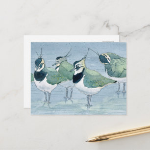 Lapwing Vogelliefhebber Wildlife Waterverf Briefka Briefkaart
