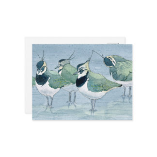 Lapwing Vogelliefhebber Wildlife Waterverf Briefka Briefkaart