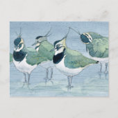 Lapwing Vogelliefhebber Wildlife Waterverf Briefka Briefkaart (Voorkant)