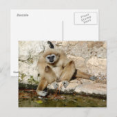 Lar gibbon bij vijver briefkaart (Voorkant / Achterkant)