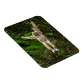 Lar Gibbon die van de boom hangt Magneet (Rechterzijde)