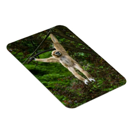 Lar Gibbon die van de boom hangt Magneet (Rechterzijde)