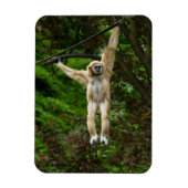 Lar Gibbon die van de boom hangt Magneet (Verticaal)