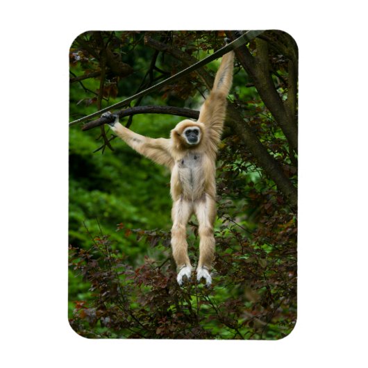 Lar Gibbon die van de boom hangt Magneet (Verticaal)