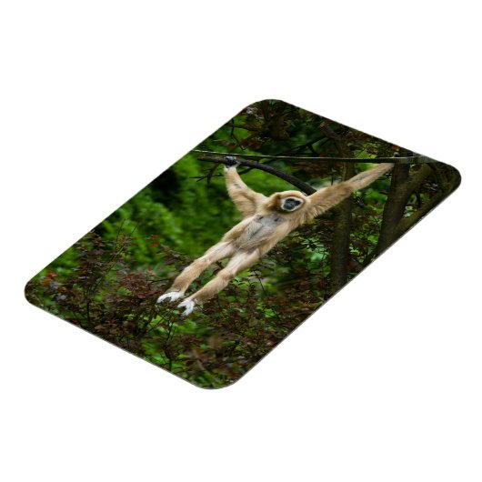 Lar Gibbon die van de boom hangt Magneet (Linkerzijde)
