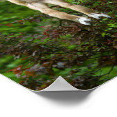 Lar Gibbon die van de boom hangt Poster (Hoek)