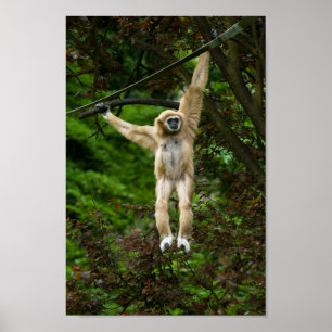 Lar Gibbon die van de boom hangt Poster