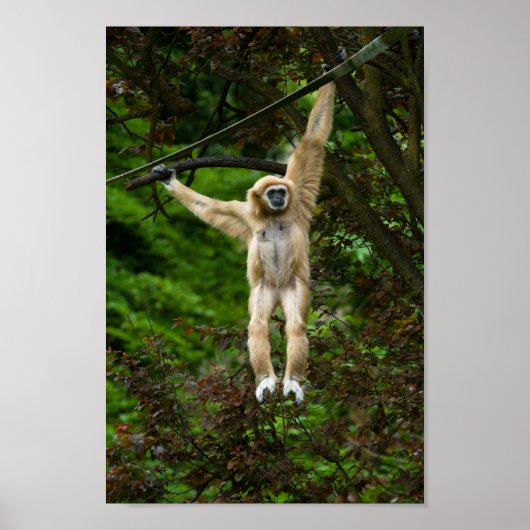 Lar Gibbon die van de boom hangt Poster (Voorkant)