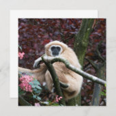 Lar Gibbon's Scarlet Retreat (Voorkant / Achterkant)