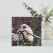 Lar Gibbon's Scarlet Retreat (Staand voorkant)