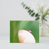 L'araignée saltique "la sauteuse" briefkaart (Staand voorkant)