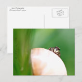 L'araignée saltique "la sauteuse" briefkaart (Voorkant / Achterkant)