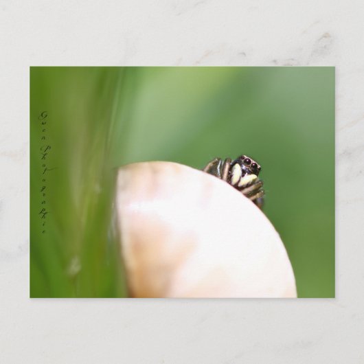 L'araignée saltique "la sauteuse" briefkaart (Voorkant)