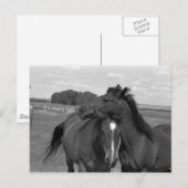 Laramie WY paard 4 Briefkaart (Voorkant / Achterkant)