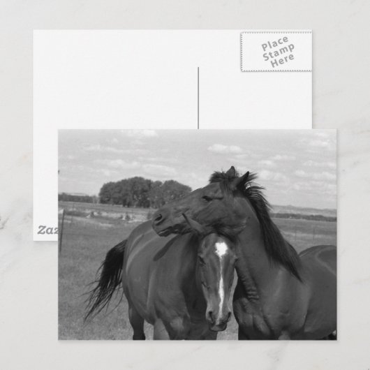 Laramie WY paard 4 Briefkaart (Voorkant / Achterkant)