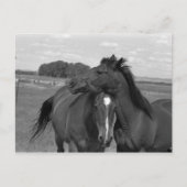 Laramie WY paard 4 Briefkaart (Voorkant)