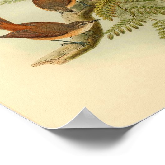 Larat Fantail Flycatcher Red Bird  Print (Hoek)