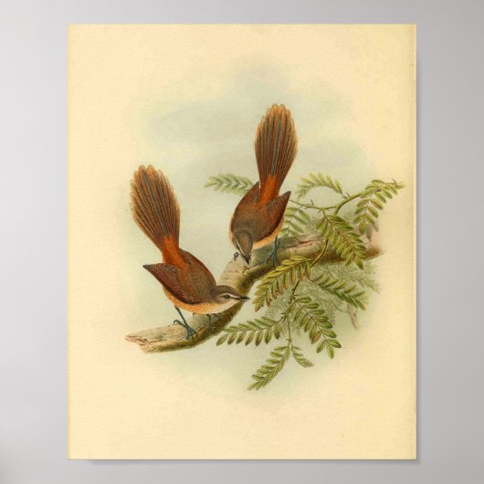Larat Fantail Flycatcher Red Bird  Print (Voorkant)