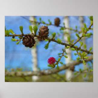 Larch bloesems poster
