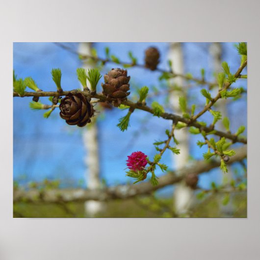 Larch bloesems poster (Voorkant)