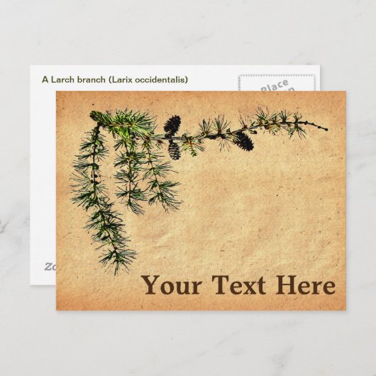 Larch Branch Briefkaart (Voorkant / Achterkant)