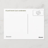 Larch Branch Briefkaart (Achterkant)